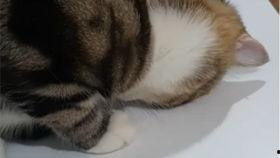 猫哥吃瓜最新视频大全,揭秘娱乐圈最新热点事件大盘点