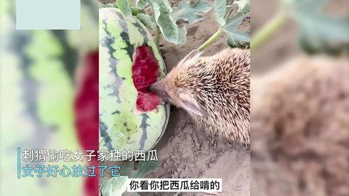 女子放走吃瓜的刺猬视频,吃瓜群众见证温馨一幕