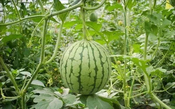 全国各地热门吃瓜视频,各地热门视频大盘点