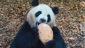 熊猫肉肉吃瓜视频下载,趣味横生的萌宠日常大揭秘