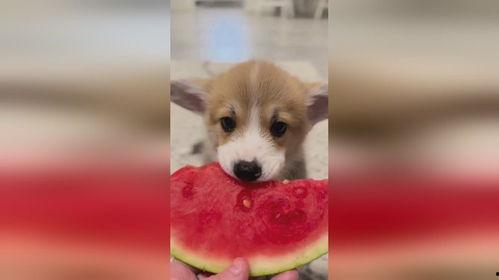 幼犬可以吃嫩瓜吗视频,幼犬适宜食用嫩瓜的探索与验证
