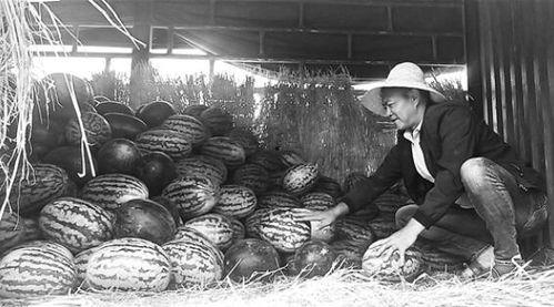 靖远吃瓜群众视频曝光,揭秘当地热点事件背后的真相