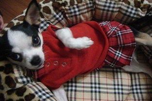 板栗瓜可以给狗吃吗视频,狗狗的健康美味新选择？