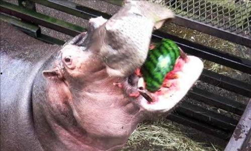 河马吃吊瓜视频播放,吊瓜成美食盛宴