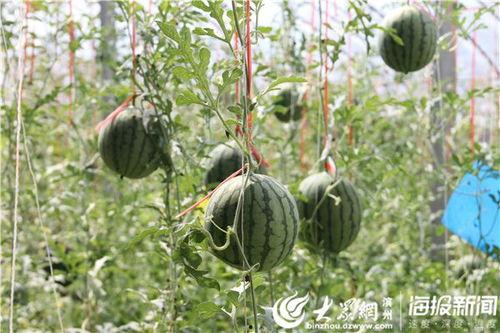 临沂新沂吃瓜事件视频,一场引发热议的网络视频风波