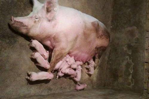 猪能直接吃生瓜吗视频讲解,视频解析揭示真相