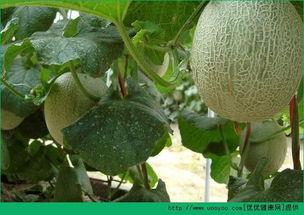 阿婆吃哈密瓜的故事视频,一场甜蜜的味蕾之旅