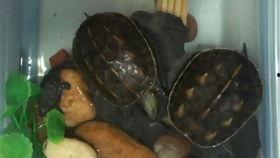 王八吃瓜最新视频,揭秘最新视频背后的热点事件与幕后真相