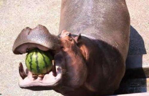 河马吃瓜视频,趣味横生的动物食趣瞬间