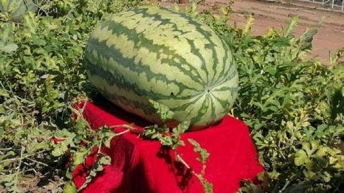 湖北黄冈吃瓜事件视频,一场网络热议的校园风波揭秘