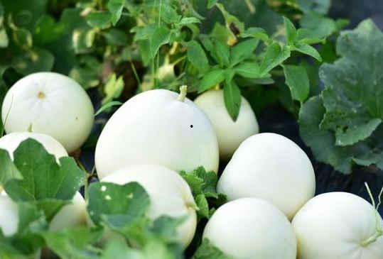 农人小月吃梨瓜视频大全