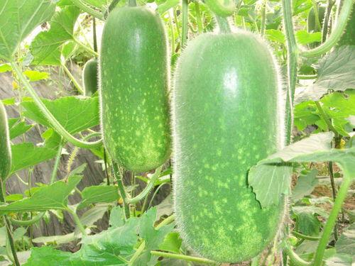 吃货主播西葫芦瓜视频大全,吃货主播带你探索美味无限