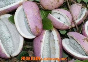 山村人吃八月瓜视频,天然美味，传统食俗的传承之旅