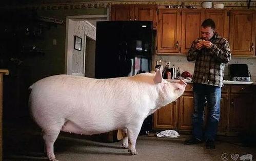 一只吃瓜的大肥猪视频,趣味视频带你领略萌宠风采