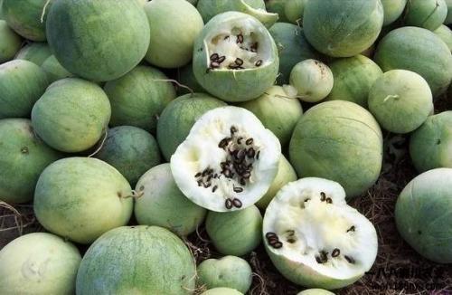 国人吃瓜视频大全,揭秘国人吃瓜视频大全  第2张