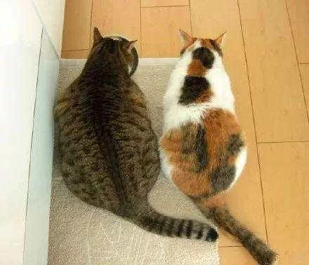 猫猫吃瓜偷听视频,揭秘猫咪的神秘生活瞬间  第2张