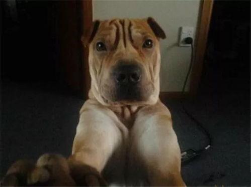 小狗吃瓜顺口溜搞笑视频,小狗吃瓜搞笑视频，萌态可掬笑翻众人