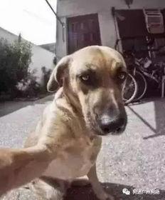 小狗吃瓜顺口溜搞笑视频,小狗吃瓜搞笑视频，萌态可掬笑翻众人  第2张