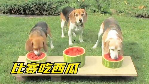 小狗吃瓜顺口溜搞笑视频,小狗吃瓜搞笑视频，萌态可掬笑翻众人  第3张