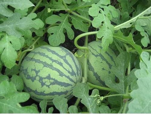 横条纹吃瓜视频  第3张