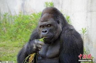 女子吃瓜神似猩猩视频在线观看