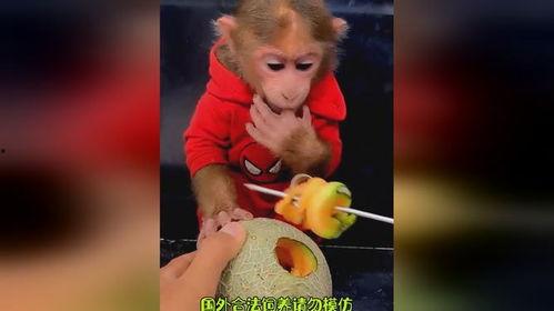 猴哥吃哈密瓜视频,哈密瓜盛宴欢乐时光