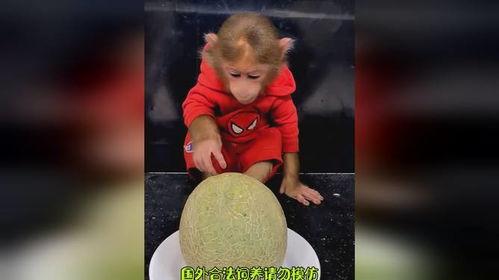 猴哥吃哈密瓜视频,哈密瓜盛宴欢乐时光  第3张