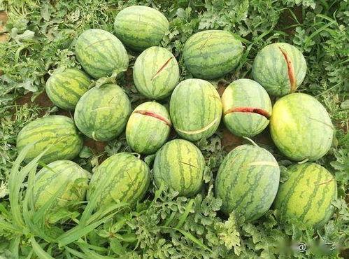 烧瓜烂了可吃吗视频,烧瓜烂了还能吃？揭秘食物变质真相  第3张