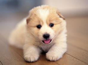 呆瓜小狗吃鸡蛋好吗视频,萌态可掬引网友热议  第2张