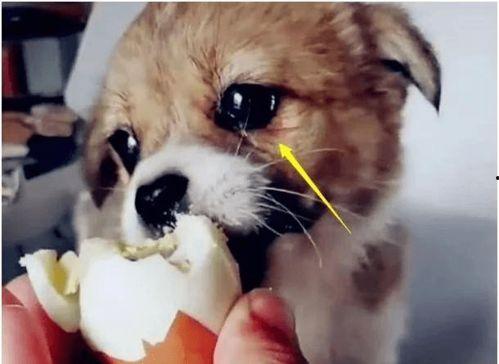 呆瓜小狗吃鸡蛋好吗视频,萌态可掬引网友热议  第3张