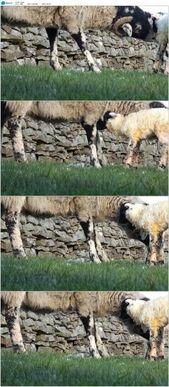 牵羊吃瓜的视频素材下载,揭秘视频背后的趣味与智慧  第2张