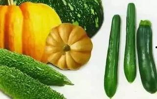 吃瓜留老籽视频,揭秘视频背后的趣味与智慧  第2张