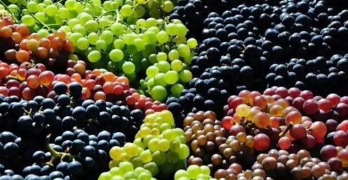 吃瓜能吃葡萄冰棍吗视频  第2张