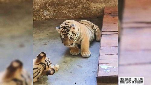 虎吃瓜视频,揭秘娱乐圈幕后真相,带你领略明星们的真实生活 第2张 虎吃瓜视频,揭秘娱乐圈幕后真相,带你领略明星们的真实生活 第2张