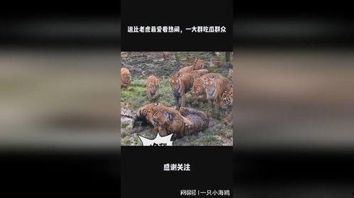 虎吃瓜视频,揭秘娱乐圈幕后真相,带你领略明星们的真实生活 第3张 虎吃瓜视频,揭秘娱乐圈幕后真相,带你领略明星们的真实生活 第3张