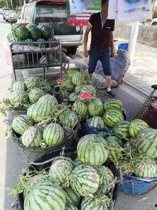 徽县吃瓜事件视频曝光,一地鸡毛背后的真相揭晓